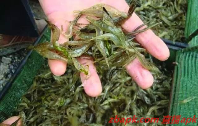 用這種方式養青蝦,畝產值可達三萬元以上