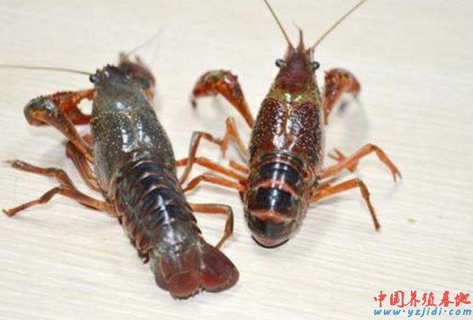4月底小龍蝦養殖問題匯總,這些問題你應該知道!