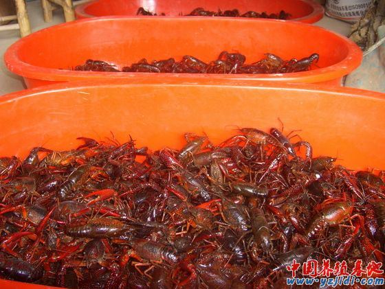 小龍蝦生病的終極根源在哪里?