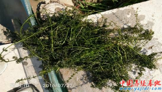 河蟹龍蝦養殖戶怎樣讓伊樂藻“死而復生”?