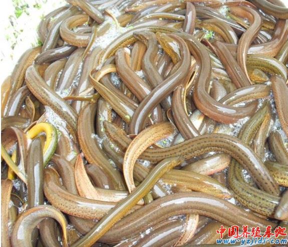 黃鱔養殖成本及利潤