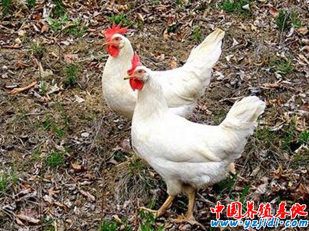這幾種飼料添加可以提高肉雞品質的