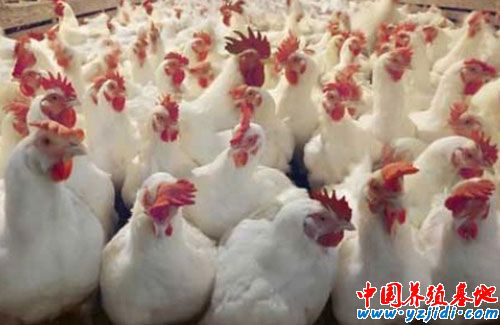 什么是817肉雞?817肉雞的起源?