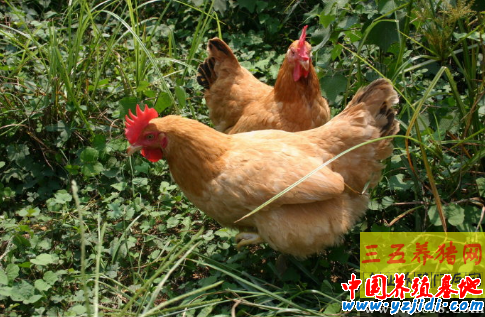 肉雞品種分幾類？