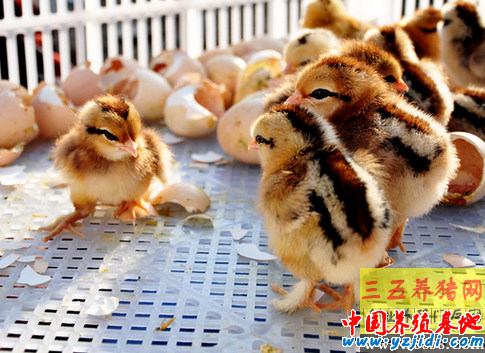 飼養雛雞要注意藥物中毒