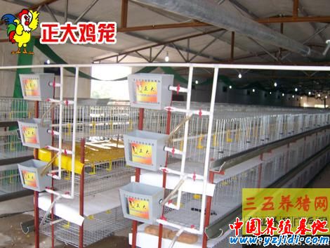 使用雞籠養雞如何進行日常保養維護？