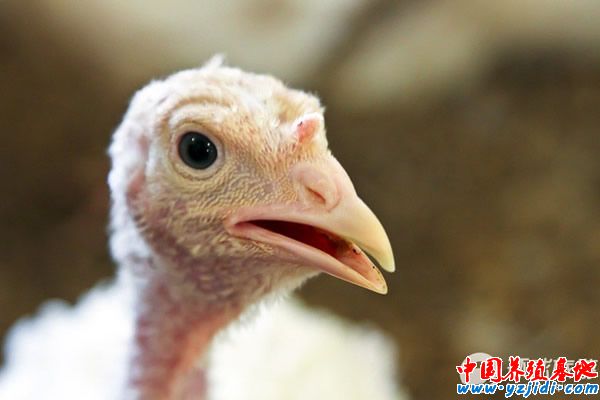 火雞養殖場圖1