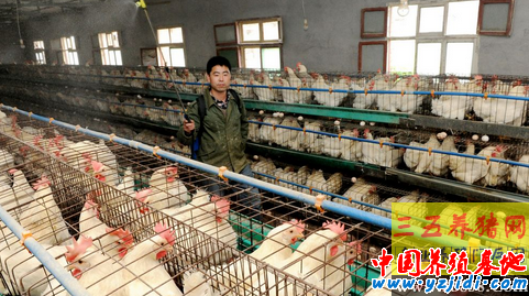 雞舍消毒的四個步驟