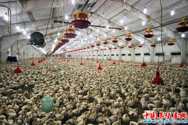 火雞養殖場圖7