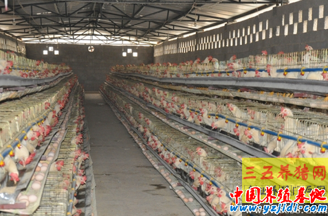 適合飼喂蛋雞的雜食種類