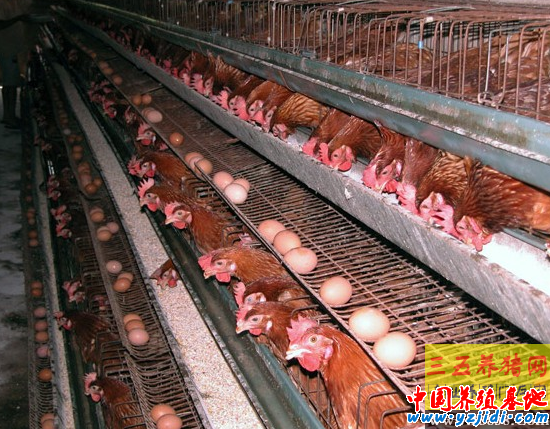 飼料添加劑
