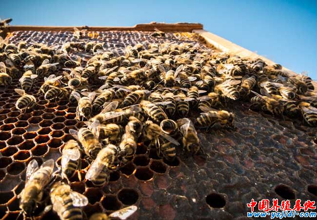 蜜蜂養殖