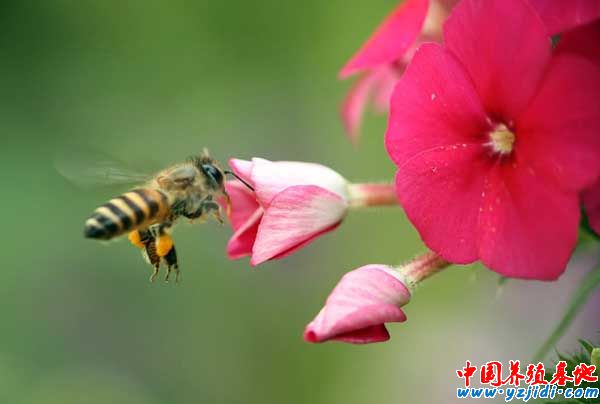 盜蜂的起因和防治