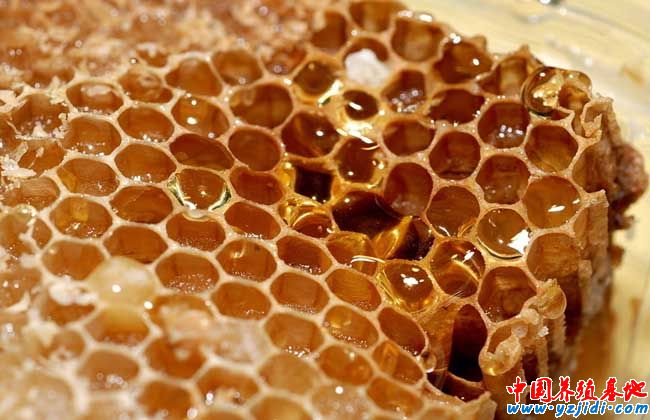 蜜蜂冬季養殖技術