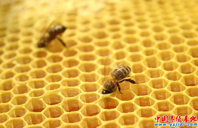 蜜蜂蜂場通常采用的幾種消毒方法