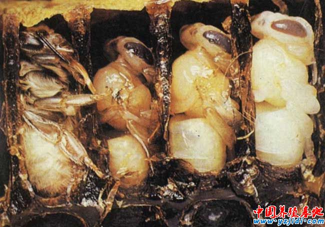 蜜蜂的發育