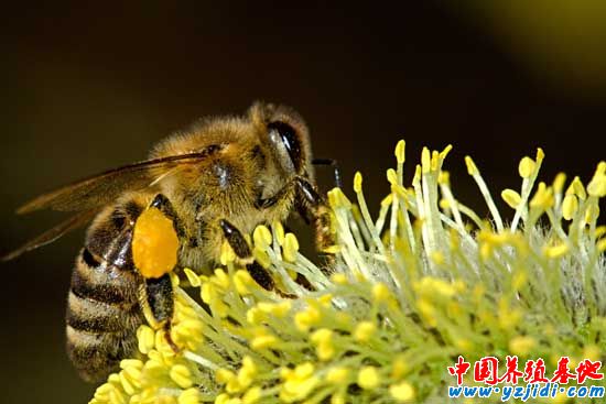 蜜蜂冬季養殖技術