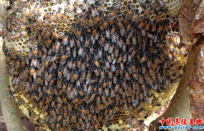 蜜蜂蜂場通常采用的幾種消毒方法