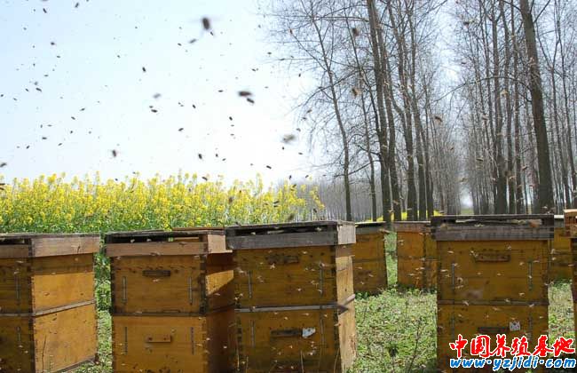 蜂王漿的功效與作用及其營養價值