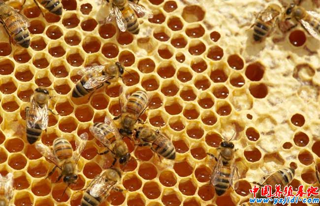 蜜蜂蜂場通常采用的幾種消毒方法