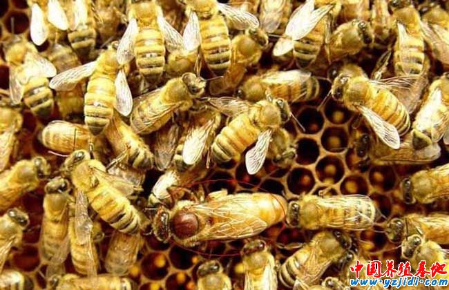 蜜蜂螫人為什么會死