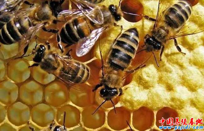 蜜蜂冬季養殖技術