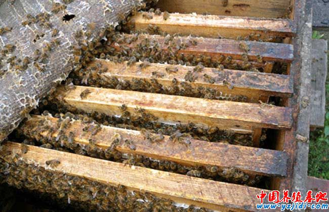 蜂王漿的功效與作用及其營養價值