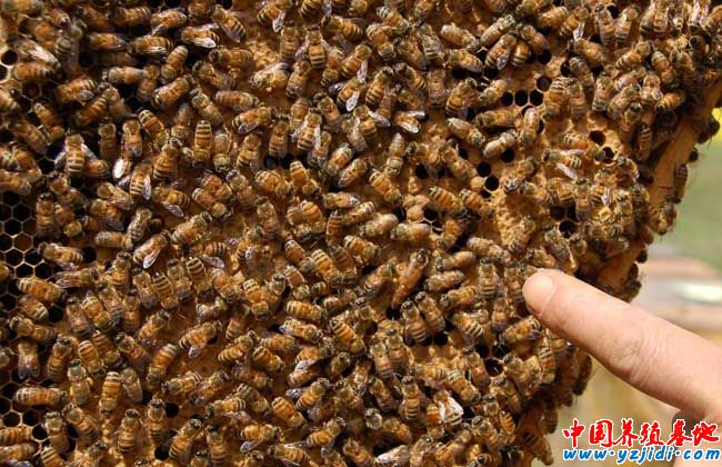 冬季中蜂養殖中的飼喂技術
