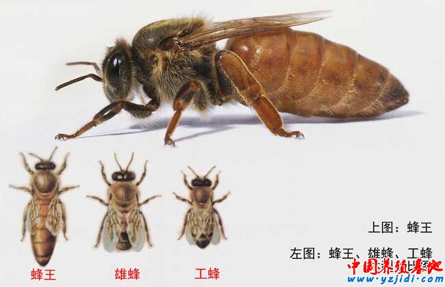 蜂王死了怎么辦