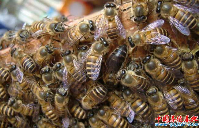 蜜蜂養殖技術