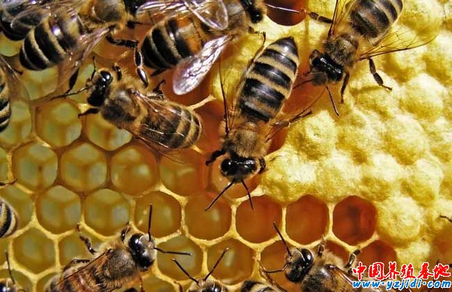 蜜蜂冬季養殖技術