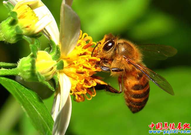 蜜蜂螫人為什么會死