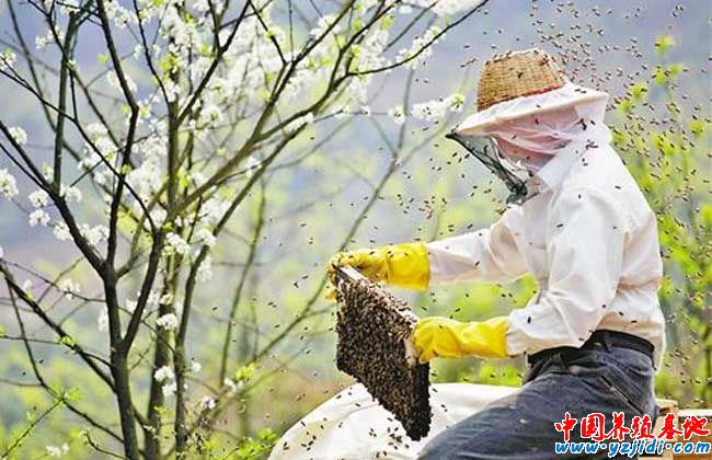 蜂王漿的功效與作用及其營養價值