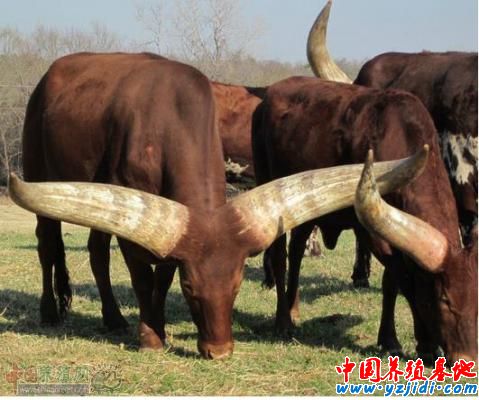 niu11.jpg niu11.jpg
