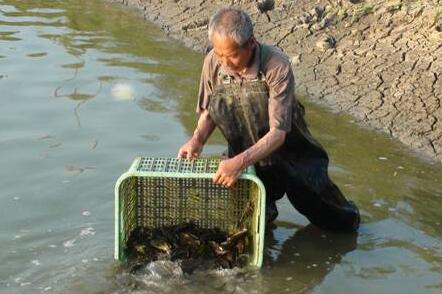 養殖黃顙魚要注意的事項