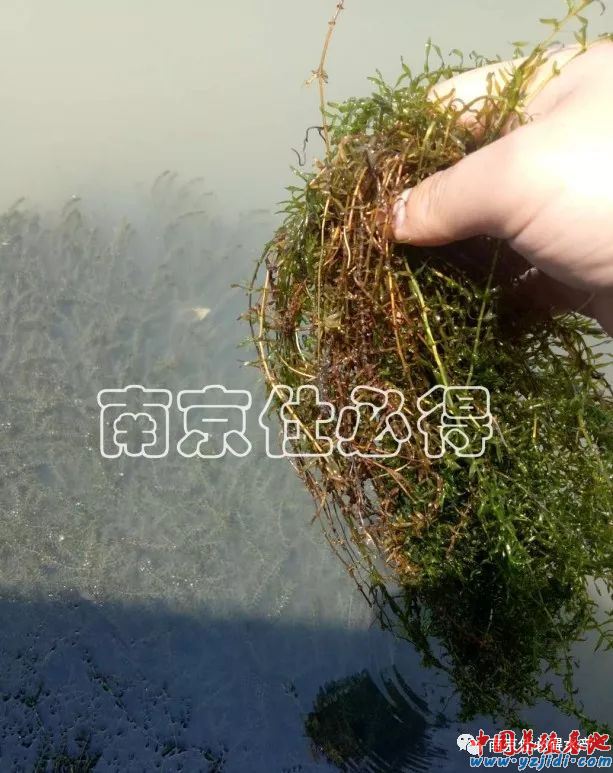 中國養殖基地 yzjidi.com