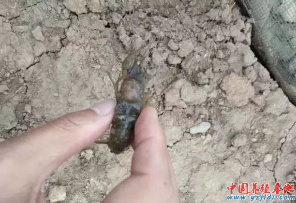 中國養殖基地 yzjidi.com
