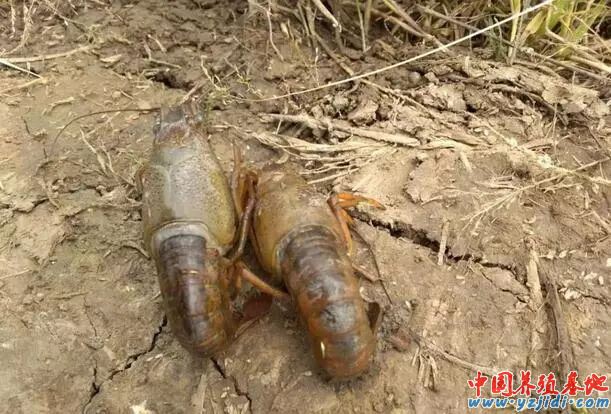 中國養殖基地 yzjidi.com