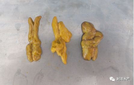 中國養殖基地 yzjidi.com