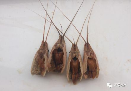 中國養殖基地 yzjidi.com