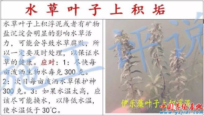 中國養殖基地 yzjidi.com