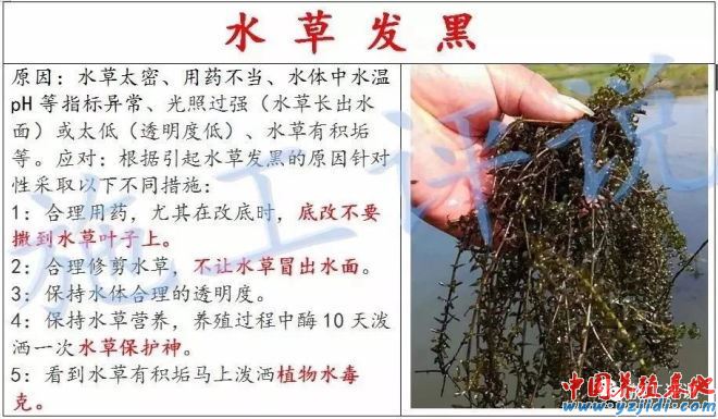 中國養殖基地 yzjidi.com