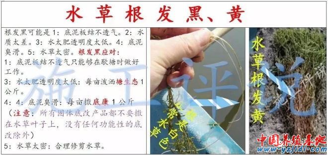 中國養殖基地 yzjidi.com