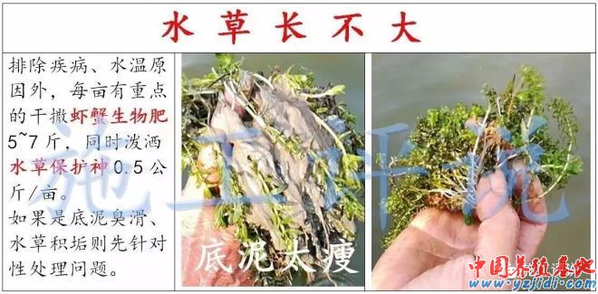 中國養殖基地 yzjidi.com