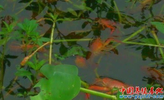 中國養殖基地 yzjidi.com
