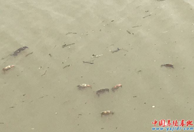 中國養殖基地 yzjidi.com