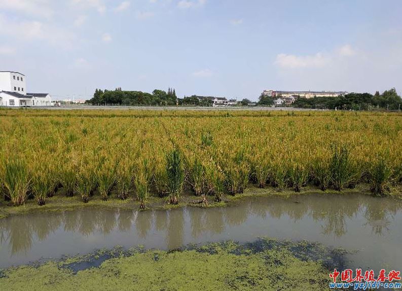 中國養殖基地 yzjidi.com