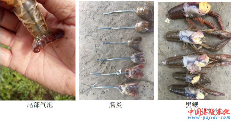 中國養殖基地 yzjidi.com