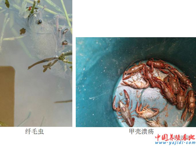 中國養殖基地 yzjidi.com