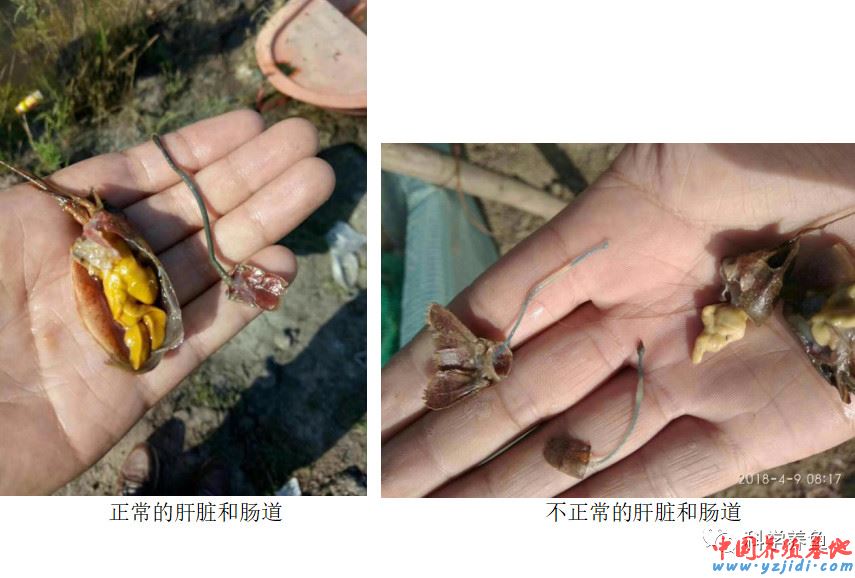 中國養殖基地 yzjidi.com